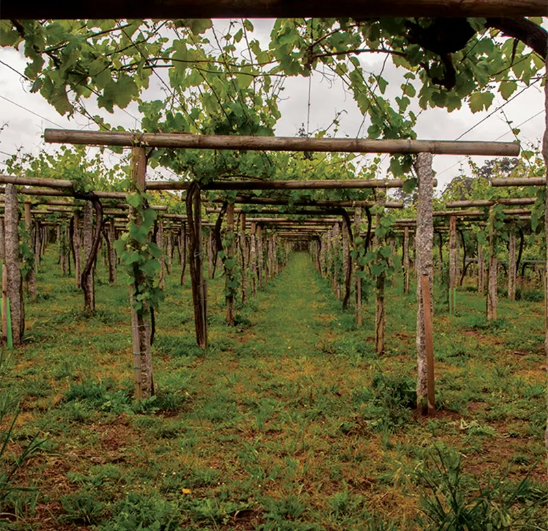 Pergolas and vines