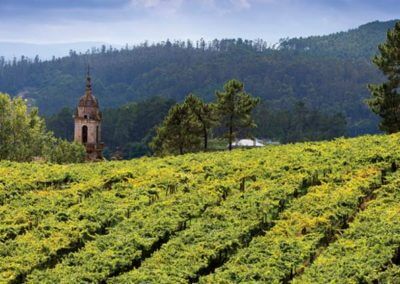 Find your Way to Albariño from Rías Baixas!