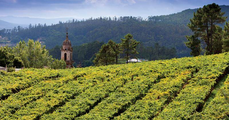 Find your Way to Albariño from Rías Baixas!