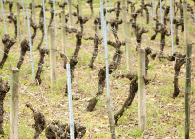 Rias Baixas has a Record Year! Feliz Navidad and Noite Boa