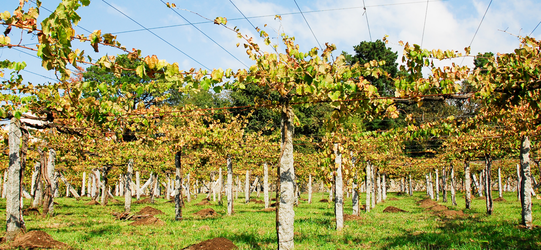 NBC Celebrates Albariño Day with wine expert Hayley Hamilton Cogill!