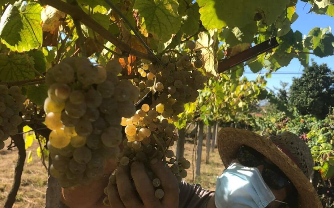 D.O. Rías Baixas Completes 2020 Harvest
