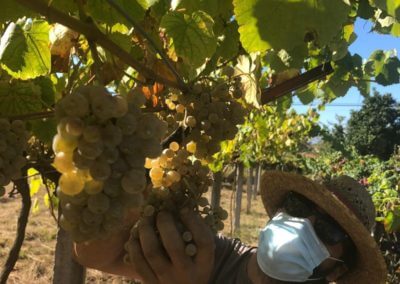 D.O. Rías Baixas Completes 2020 Harvest