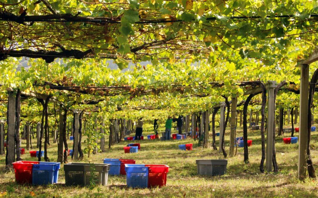 2022 D.O. Rías Baixas Harvest Report