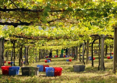 2022 D.O. Rías Baixas Harvest Report