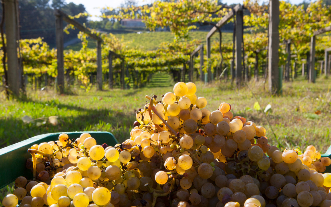 How to celebrate the summer of Albariño