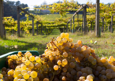 How to celebrate the summer of Albariño
