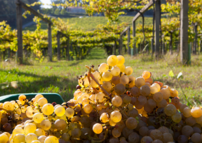 Albariño with Snooth and Lyn Farmer