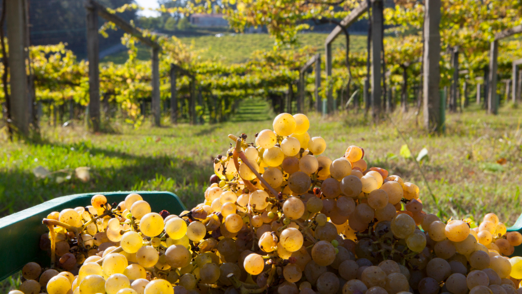 Albariño with Snooth and Lyn Farmer
